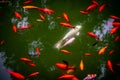 Park pond / pool with group of many goldfish and a white feeder fish in green water. Athens, Greece, national garden