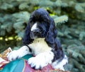 Park.Portrait of an English Cocker spaniel puppy. The dog lies on a colored stole and looks into the frame Royalty Free Stock Photo