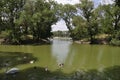 Park river nature sky clouds swan duck