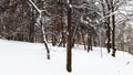 A park in snow - pines in wintertime