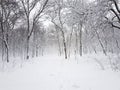 A park in the snow in a storm.