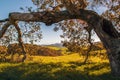 Park in Sonoma County Royalty Free Stock Photo