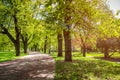 Park in the spring with green lawn, sun light. Stone pathway in