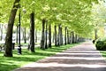 Park in spring Royalty Free Stock Photo