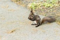 Park Squirrel Closeup