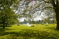 Park in summer