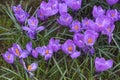 Crocuses in the Park, with beautiful delicate purple petals and bright yellow stamens Royalty Free Stock Photo