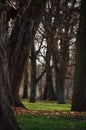 Park surrounding the ruins of the Lubienski Palace, Okuniew. Royalty Free Stock Photo