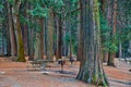 Park tables surrounded by giant pine trees and floor covered in needles