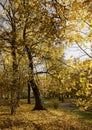 Park with tall maple with yellow autumn foliage in the warm rays from the setting sun in Riga.