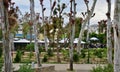 Park with tall trees with people and cafes resting