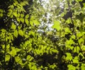 In a park in Tooting, London - sunlit bushes, juicy green.