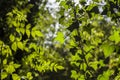 Park in Tooting, London - sunlit bushes, juicy green.