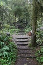 Park trail meandering through the oak woodlands