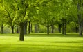 Park trees in early Spring time