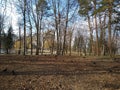 Trees without leafs in spring park. Bly sky in background Royalty Free Stock Photo