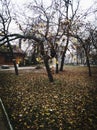 park, trees, leaves, autumn, winter, cold, walk Royalty Free Stock Photo