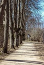 Park, trees and path in earl\'y spring Royalty Free Stock Photo