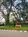 Park, Trees, plants, greenery, beautiful, bench, grass