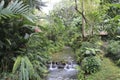 Jamaica Konoko falls park with moss fern and trees, waterfall