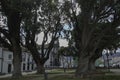 Park with tropical trees. Trunk and twisted branches. In the distance, the Espirito Santo Church in Ribeira Grande can be seen. Royalty Free Stock Photo