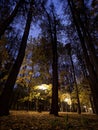Park in Tsaritsino at night Royalty Free Stock Photo