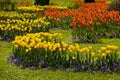 Park of tulips Royalty Free Stock Photo
