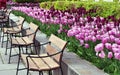 Park with tulips and benches. Royalty Free Stock Photo