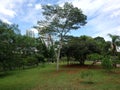 Park vegetation in a big city [ecological park - a place of great beauty and peace]