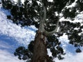 Park vegetation in a big city [ecological park - a place of great beauty and peace]