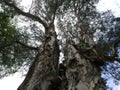 Park vegetation in a big city [ecological park - a place of great beauty and peace]