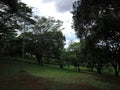 Park vegetation in a big city [ecological park - a place of great beauty and peace]