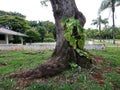 Park vegetation in a big city [ecological park - a place of great beauty and peace]