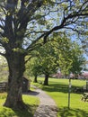 Park views tree overlaping the pathway