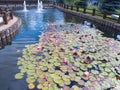 Park With Water Lilys Royalty Free Stock Photo
