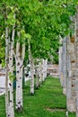 Park with white trees and columns of different stones