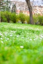 Park with wild daisy flowers