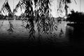Park willow black and white lake Royalty Free Stock Photo