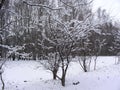 The park in winter looks cold and snowy in early spring