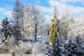 Park in Winter in Levoca, Slovakia Royalty Free Stock Photo