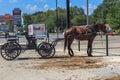 Parked Amish Horse and Buggy Royalty Free Stock Photo