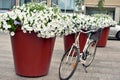 Parked bicycle near flower beds.