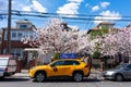 Parked Yellow New York City Taxi Cab by Flowering Trees during Spring along a Neighborhood Street