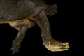Parker's snake-necked turtle (Chelodina parkeri) Royalty Free Stock Photo