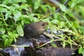 Parkers Tapaculo, Chusquea Tapaculo, Scytalopus parkeri