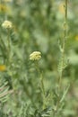 Parkers Variety yarrow