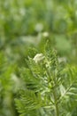 Parkers Variety yarrow