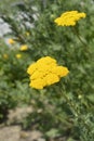 Parkers Variety yarrow