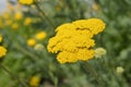 Parkers Variety yarrow