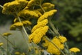 Parkers Variety yarrow